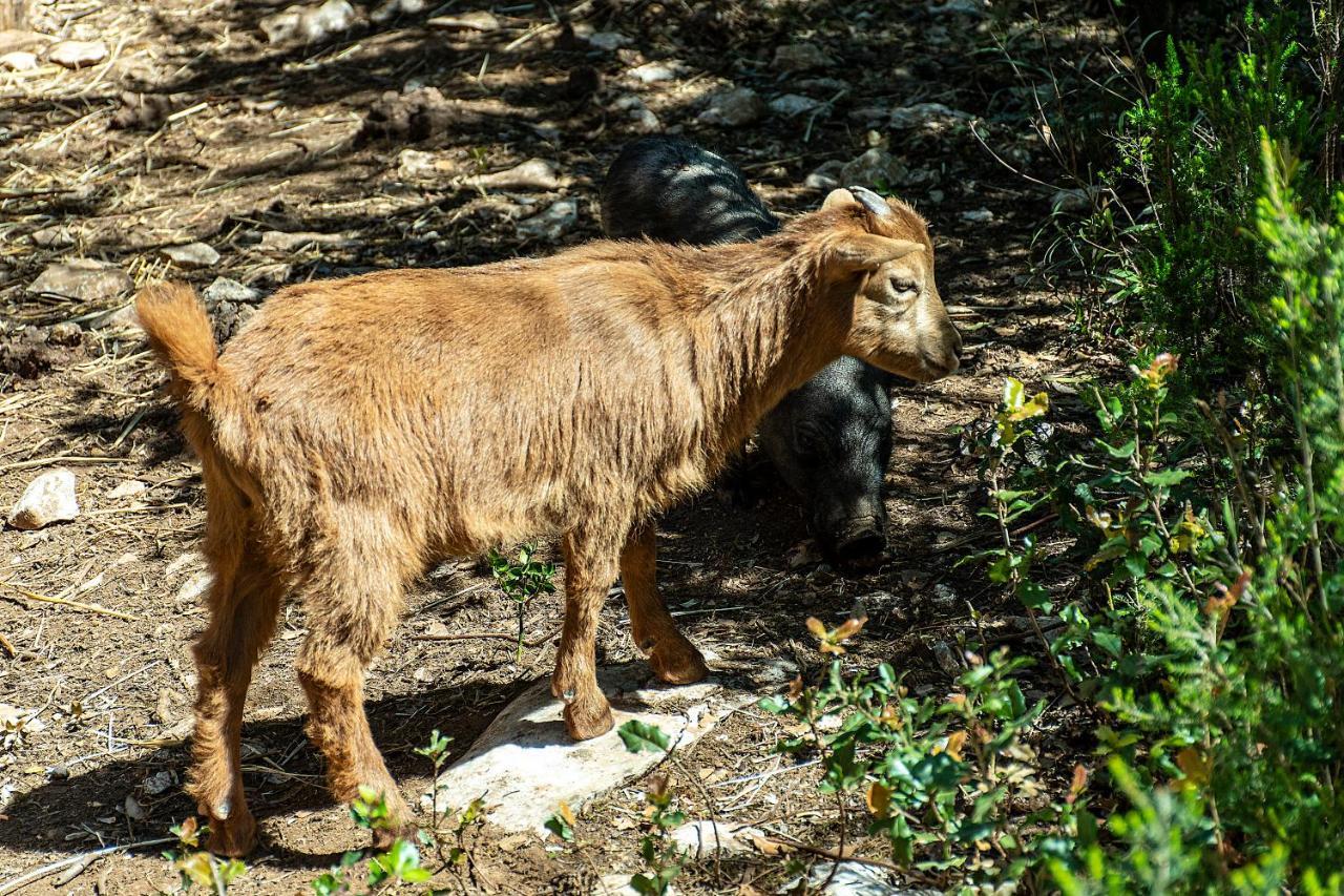 Casal Das Fontainhas Alcobaça Dış mekan fotoğraf